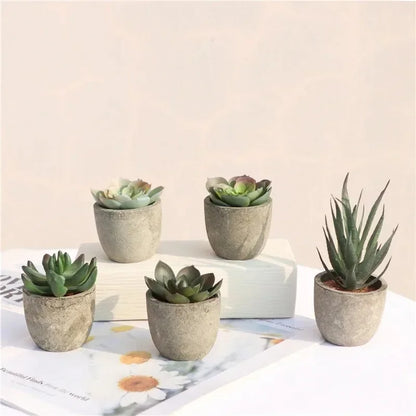 Mini Aloe Plants
