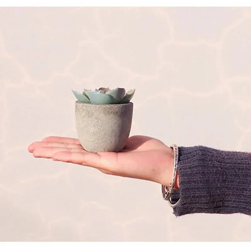 Mini Aloe Plants