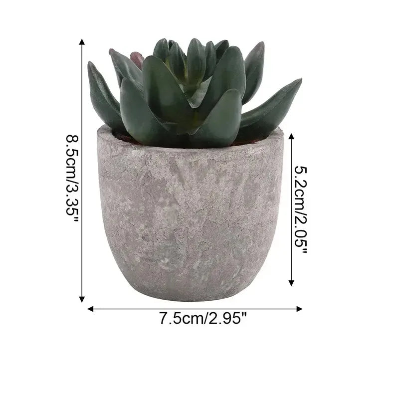 Mini Aloe Plants