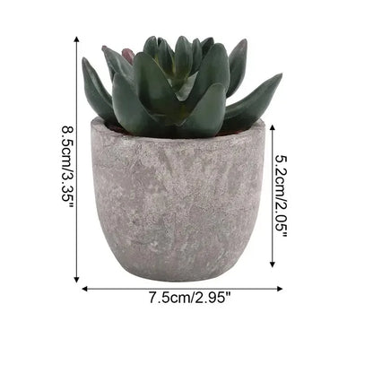 Mini Aloe Plants