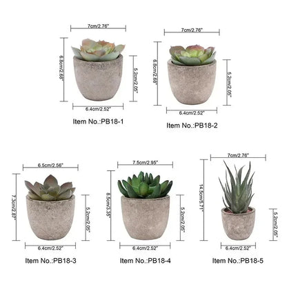 Mini Aloe Plants
