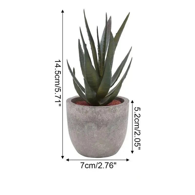 Mini Aloe Plants
