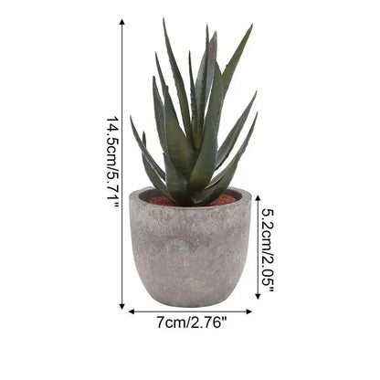 Mini Aloe Plants
