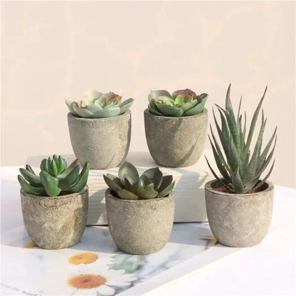 Mini Aloe Plants
