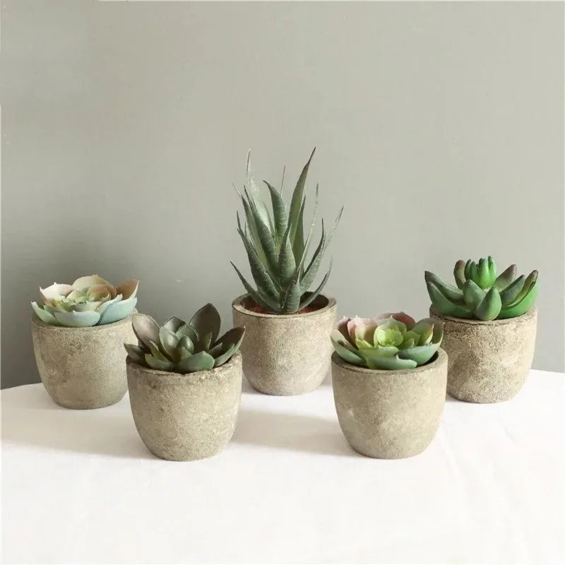 Mini Aloe Plants