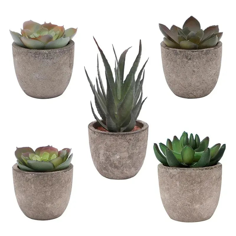 Mini Aloe Plants